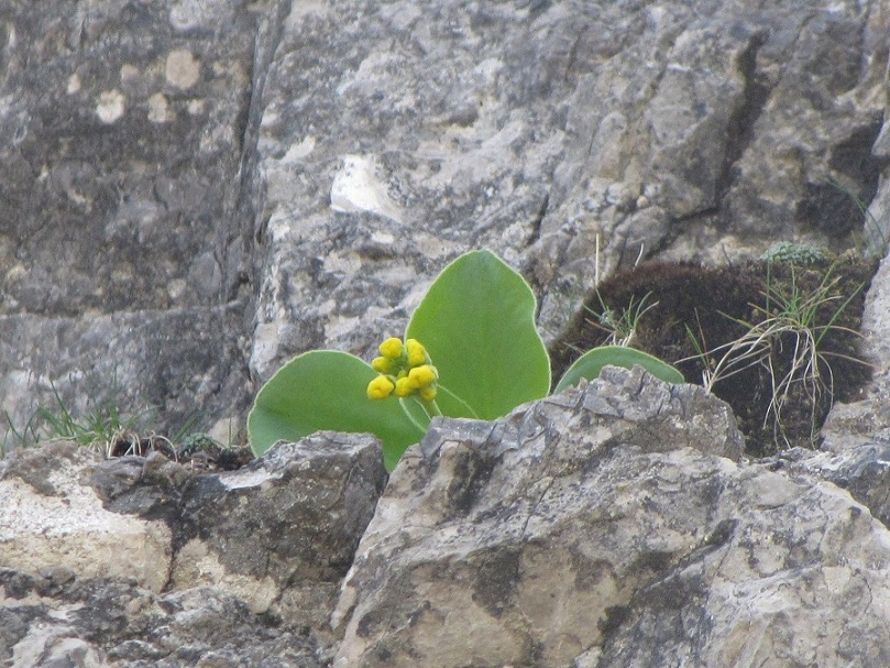 Strani peli nell''orecchio dell''orso - Primula auricula